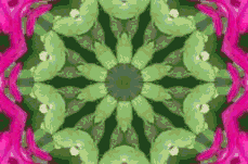 �V���R�o�T�{�e���c�N���b�N�g��